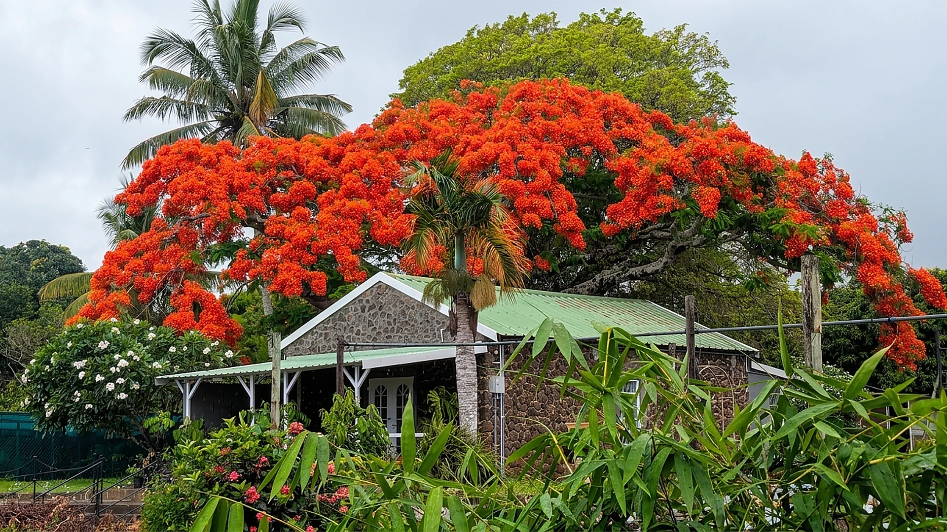La boutique Aromanou, case créole en pierre sous un flamboyant en fleurs, Île Maurice